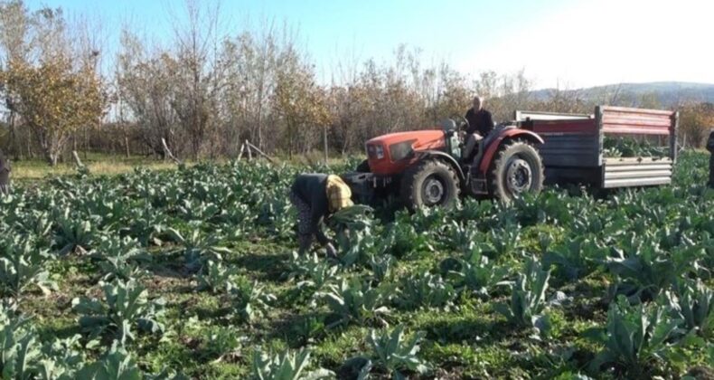 20 dönüm alana deneme amaçlı ekildi, çiftçinin yüzünü güldürdü! Rengine göre hasat süresi değişiyor….