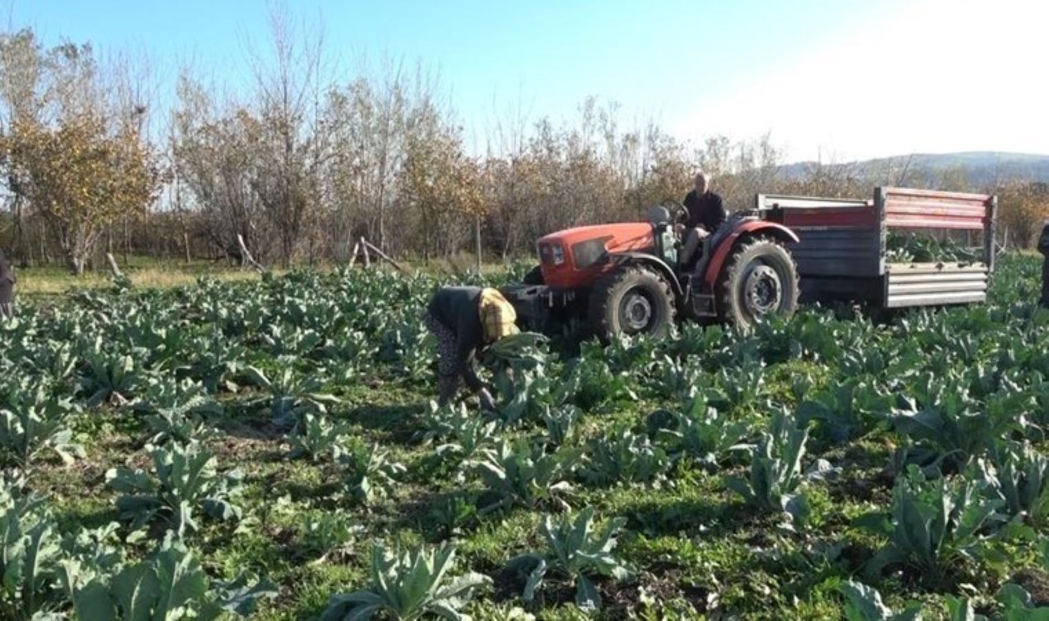 20 dönüm alana deneme amaçlı ekildi, çiftçinin yüzünü güldürdü! Rengine göre hasat süresi değişiyor….