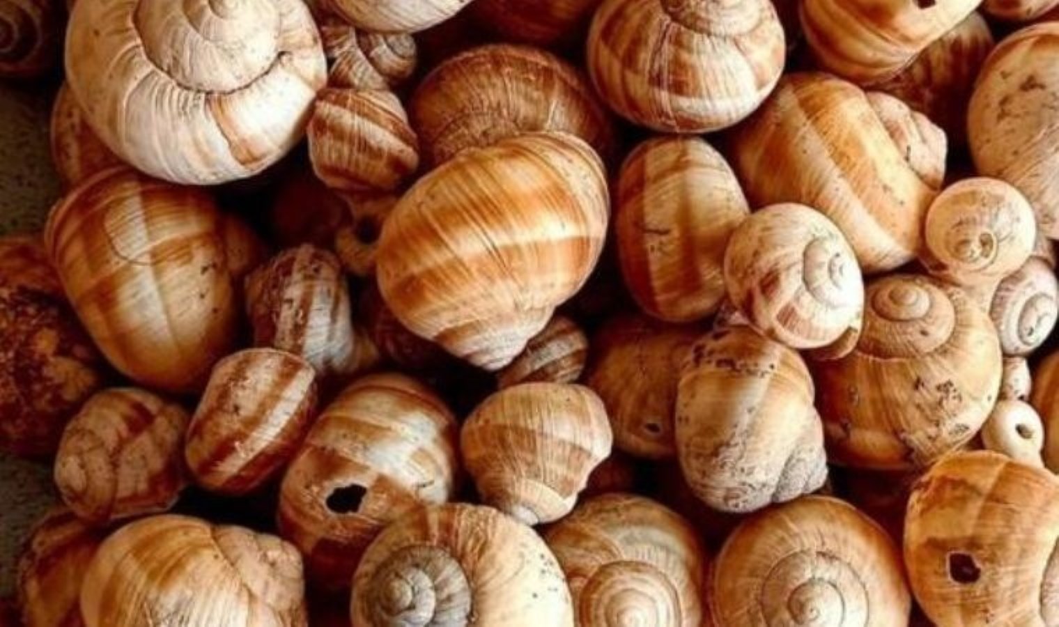 4 bin yıllık keşif: Kütahya’da bulundu