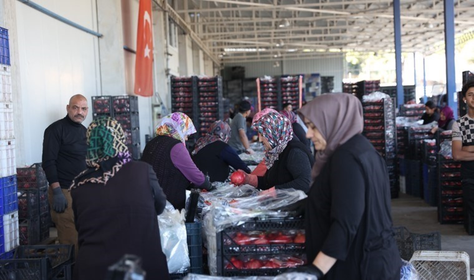 49 ülkeye ihraç ediliyor! 150 bin ton üretiliyor…