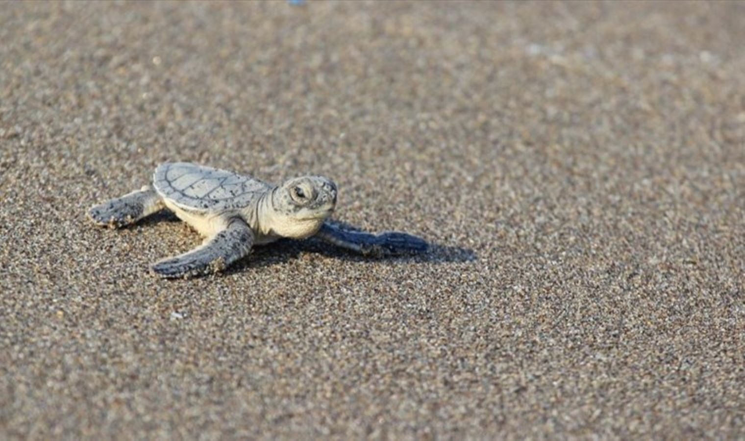 5 yılda 4 kat arttı: Bu yıl 178 bin 66 yavru deniz kaplumbağası denize ulaştı