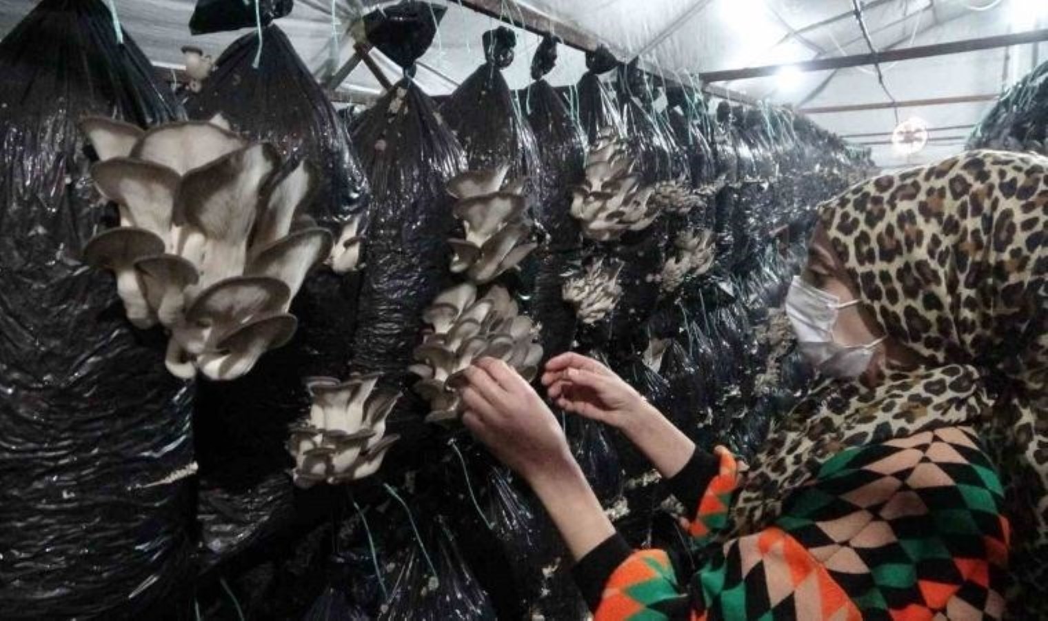 800 metrekarede üretiyor! Günde 250 kilo ürün alıyor…