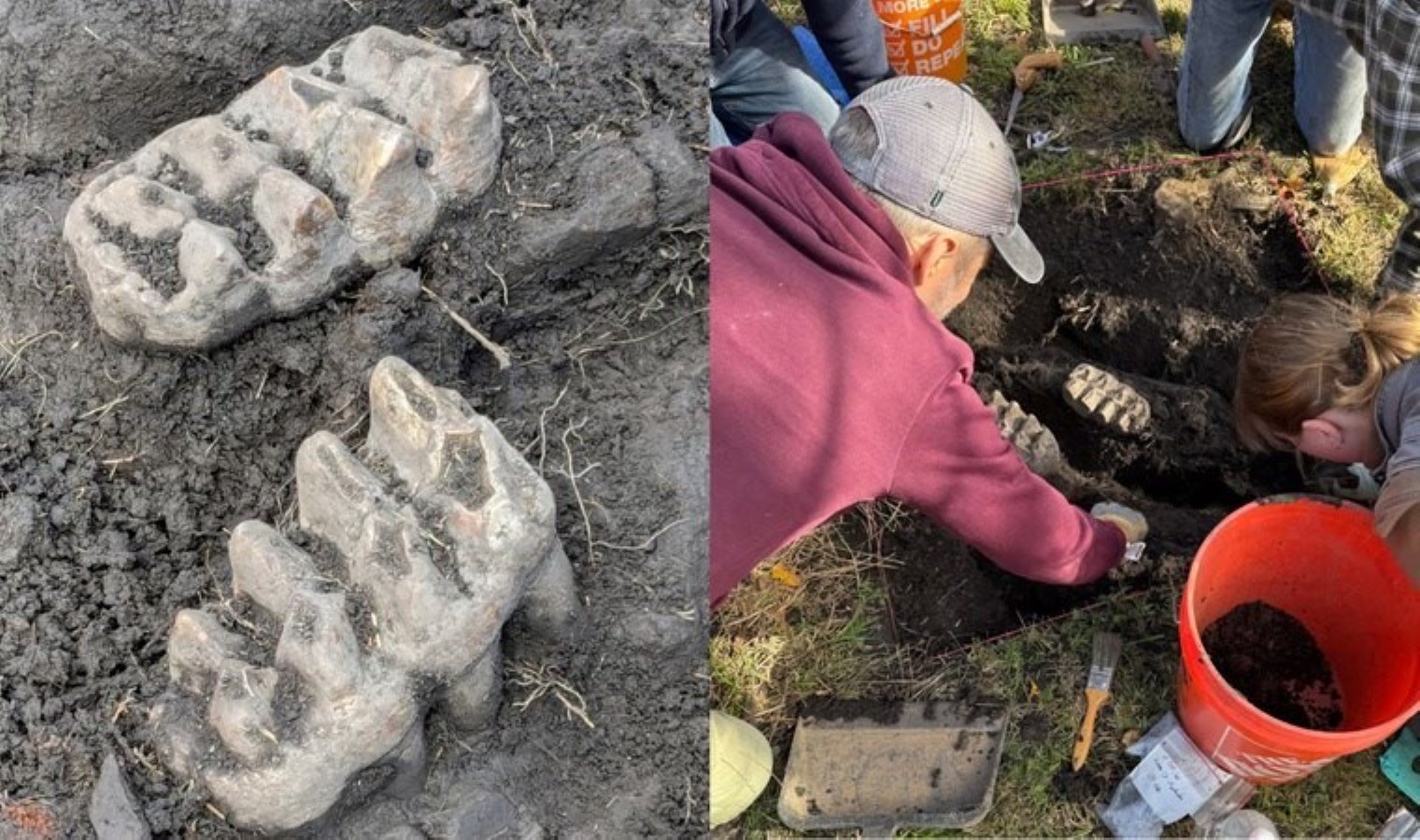 ABD’de mastodon fosili keşfedildi