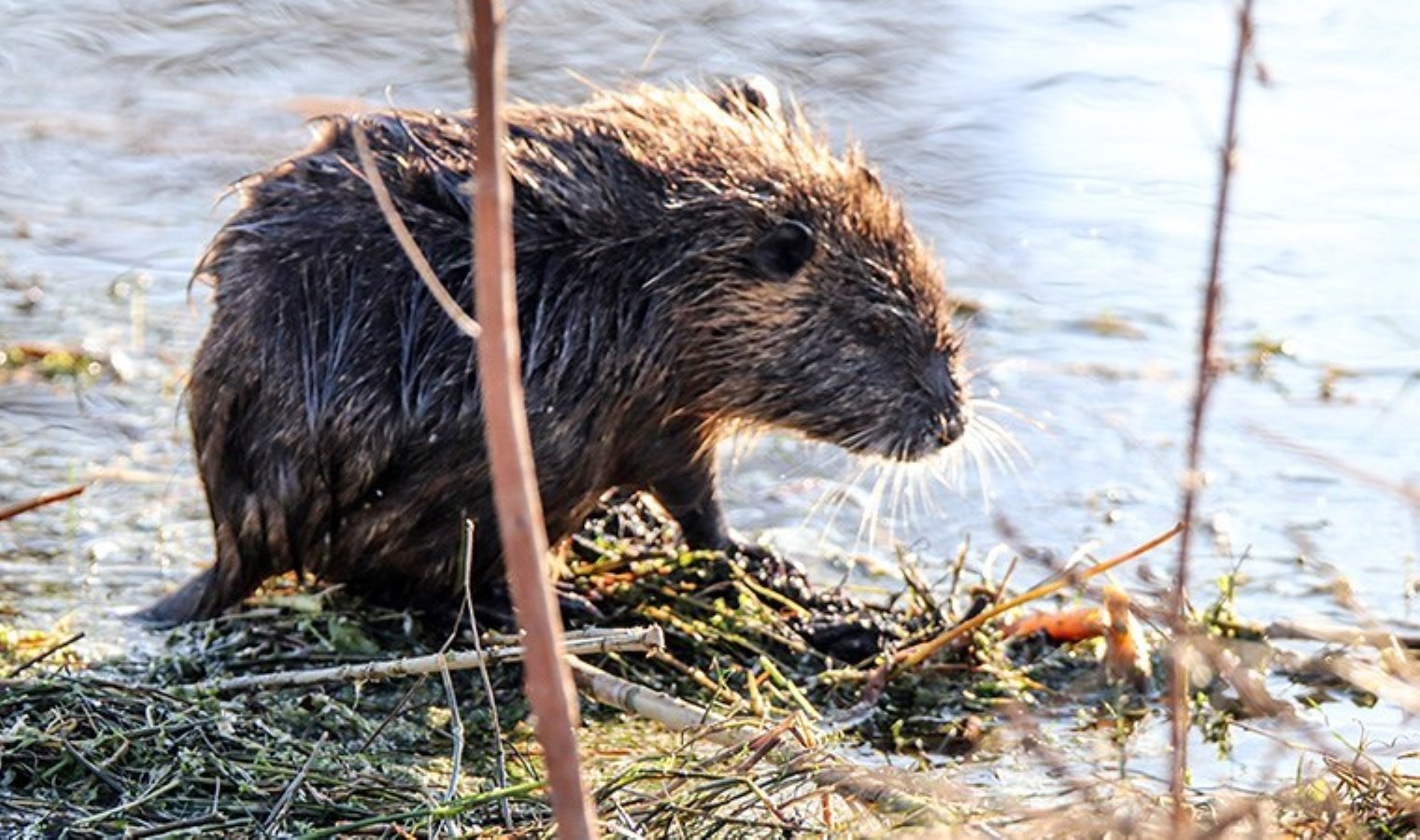 Ağrı Dağı’nın eteğindeki su maymunları beslenirken görüntülendi