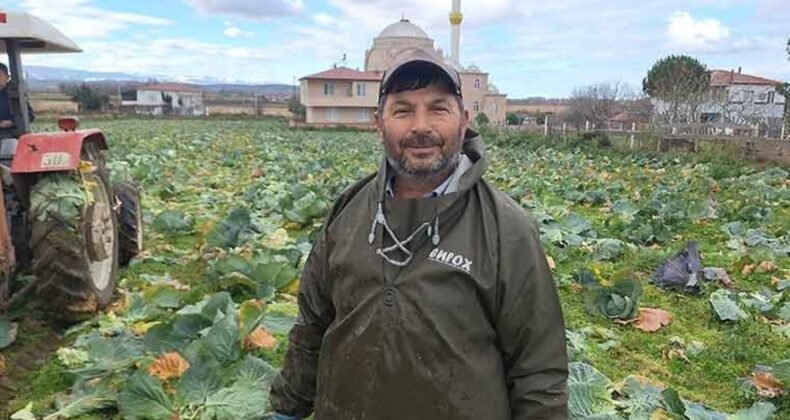 Ağustos ayında ekilmişti hasadı başladı: Tarlada kilosu 15 lira..