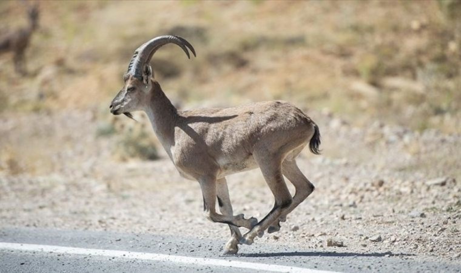 Artvin’de yaban keçisi avlayan 2 kişiye rekor ceza!