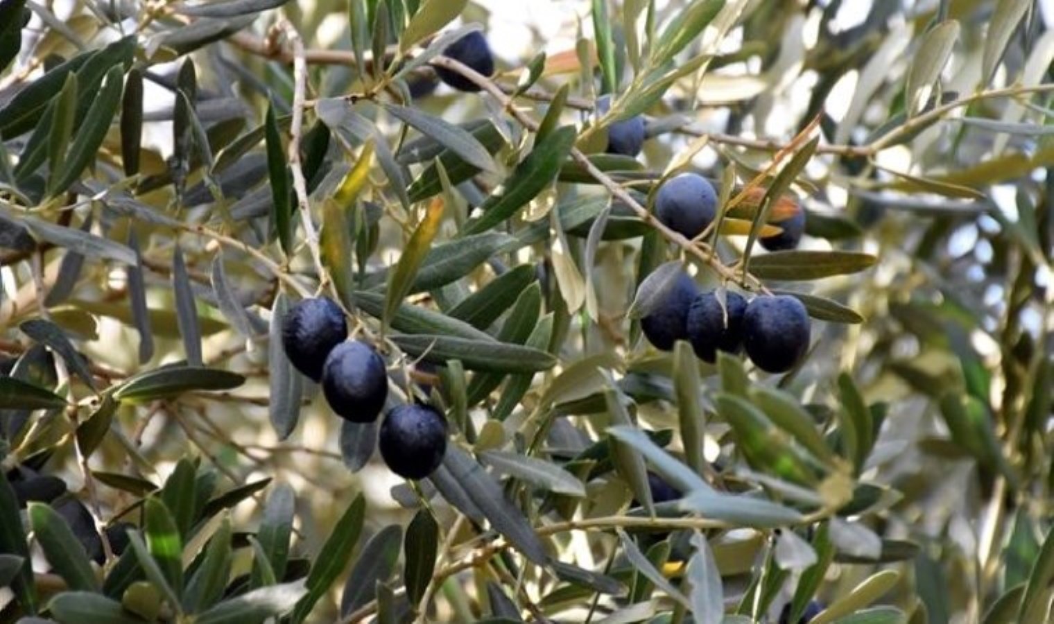 Aydın’da acı olay… Zeytin toplarken elektrik akımına kapıldı!