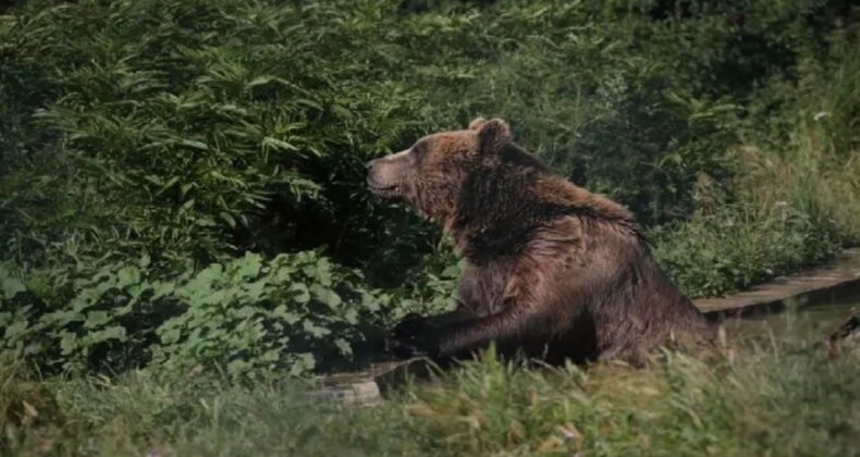 Ayının üzerine düşmesi sonucu avcı öldü