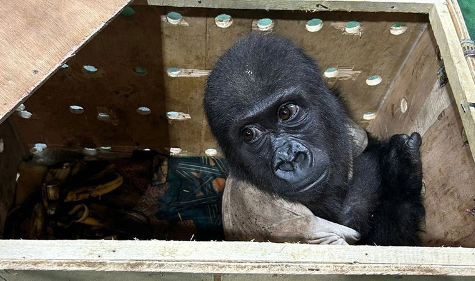 Bakanlıktan İstanbul’da yakalanan goril yavrusunun sağlık durumuna ilişkin açıklama