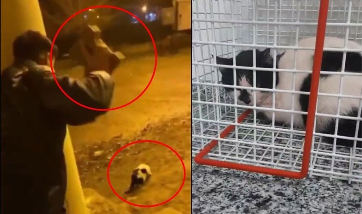 Batman’da ‘insan’ vahşeti: Parke taşıyla kediye saldırdı!