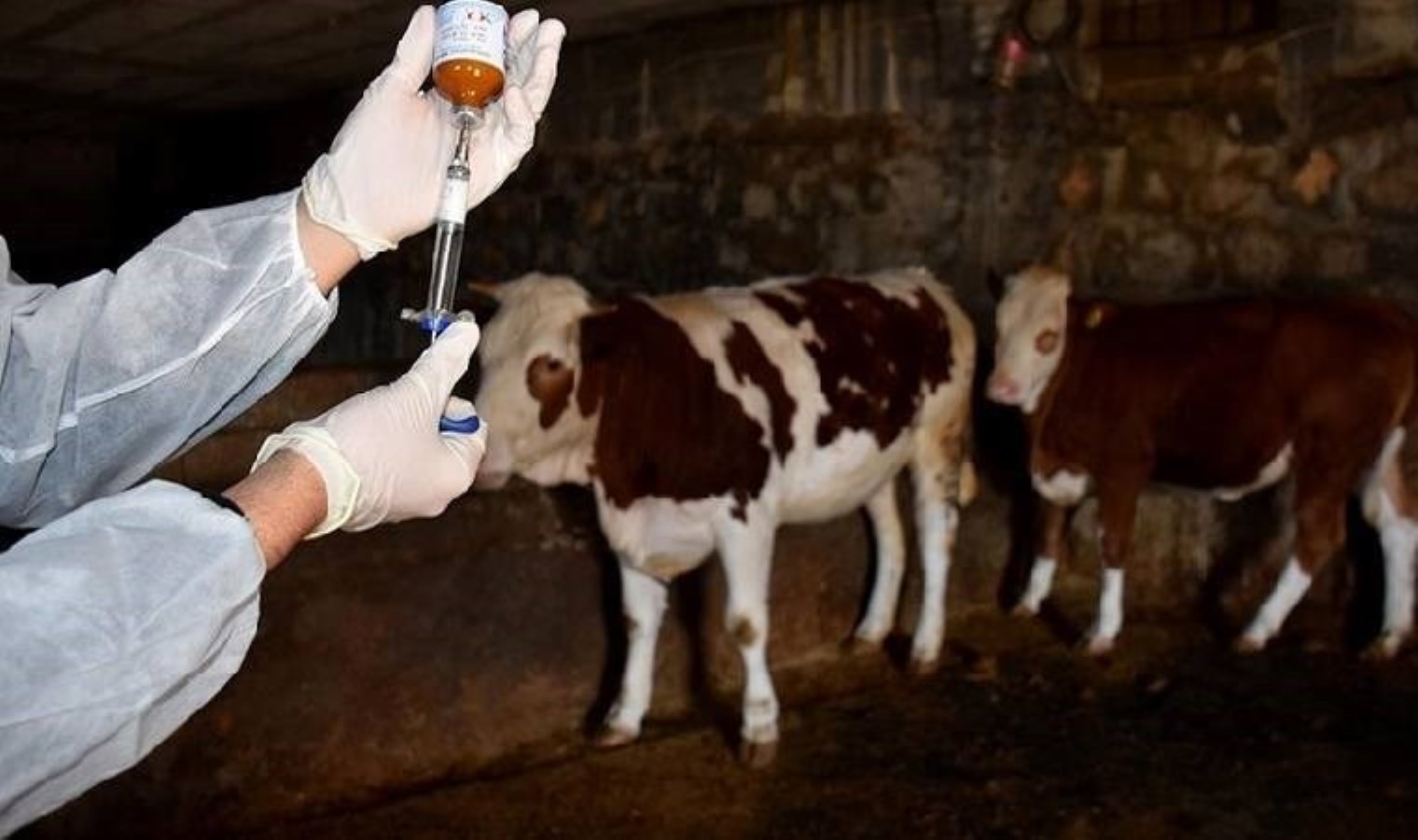 Bayburt’ta şap alarmı… Belediyeden ‘karantina’ açıklaması!