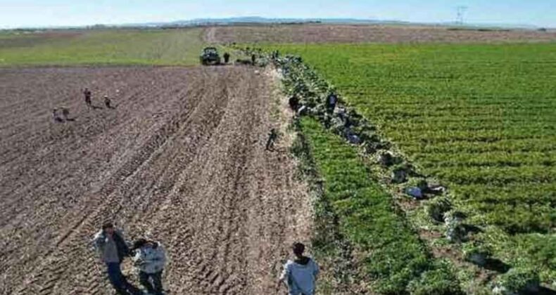 Bölgenin geçim kaynağı sabahın ilk ışıkları ile hasat ediliyor: Tarlada 8 lira markette 45 lira!