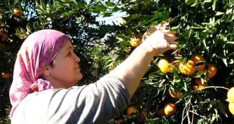 Böylesi sadece Bodrum’da yetişiyor: 50 bin ton hasat edilecek….