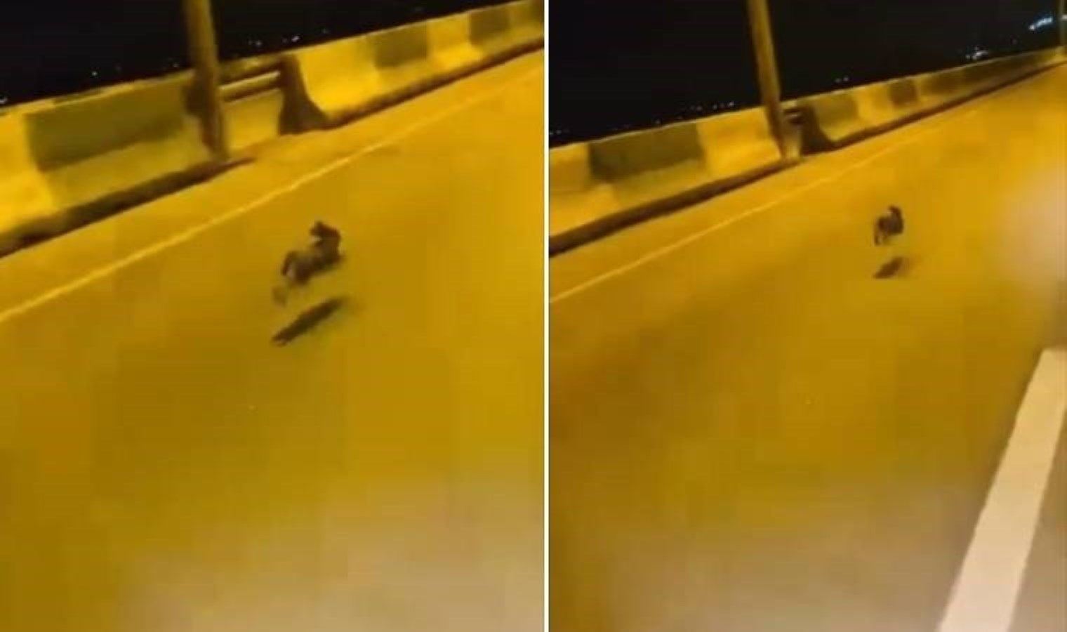 Bursa’da sürücü, otoyolda gördüğü tavşanla yarıştı!