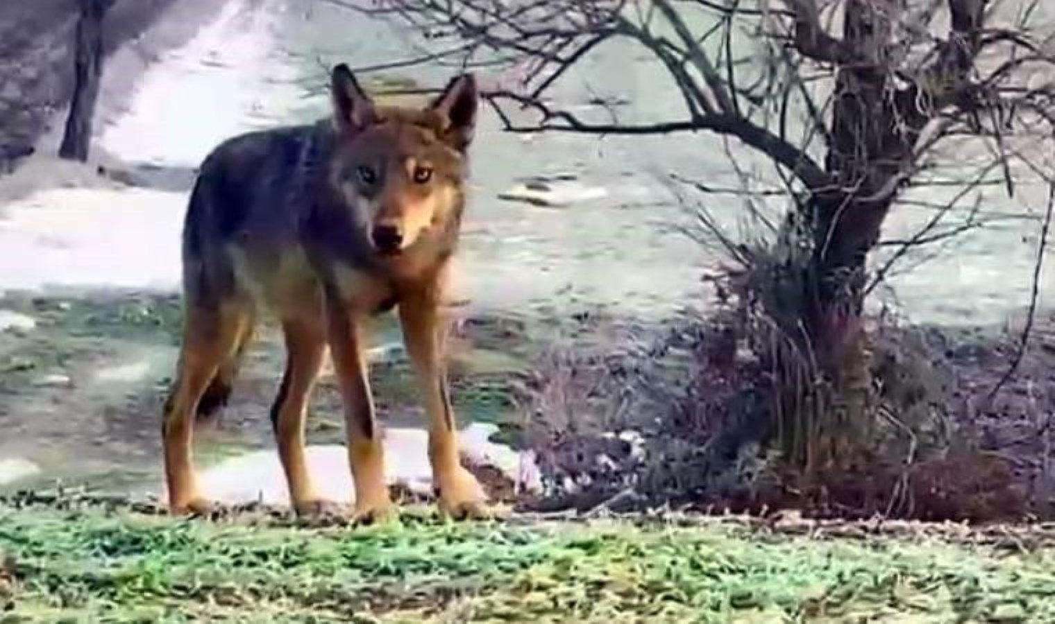 Cep telefonu ile görüntülendi… Karayoluna kurt indi!