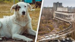 Çernobil’in radyasyonu ‘Süper Güç’ oldu: Sokak köpekleri zehirli ortamda yaşayabiliyor!