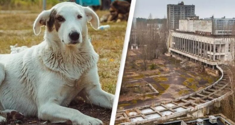 Çernobil’in radyasyonu ‘Süper Güç’ oldu: Sokak köpekleri zehirli ortamda yaşayabiliyor!