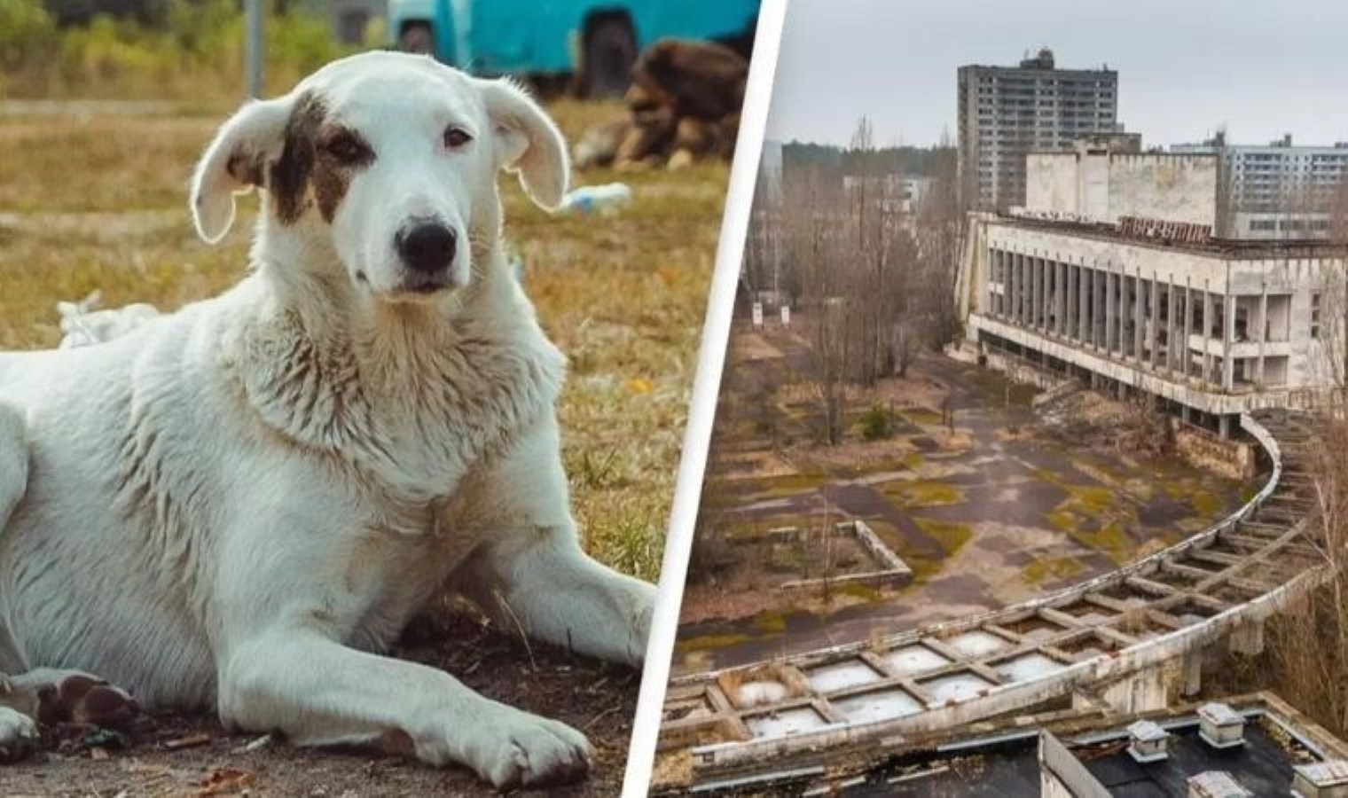 Çernobil’in radyasyonu ‘Süper Güç’ oldu: Sokak köpekleri zehirli ortamda yaşayabiliyor!