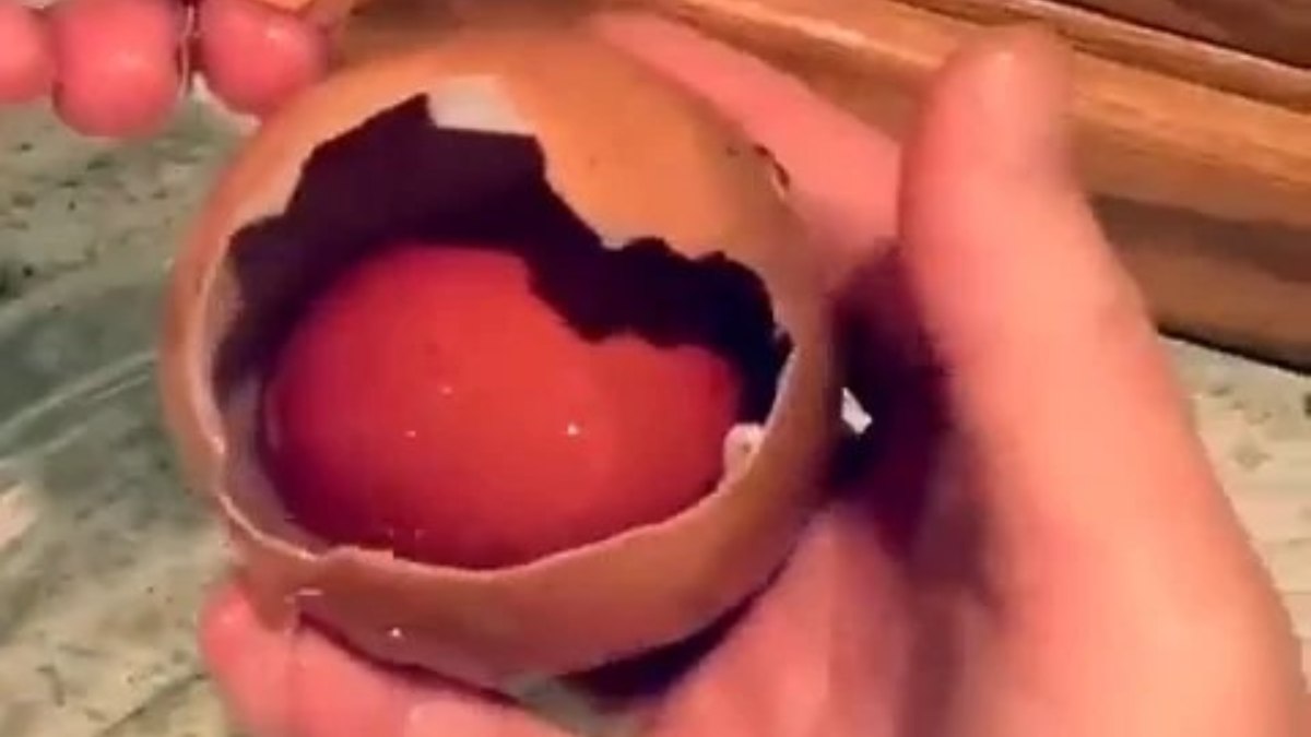 Çiftçi devasa yumurtayı kırdı, içine bakınca aklını kaybetti! Böylesi ilk kez görüldü…