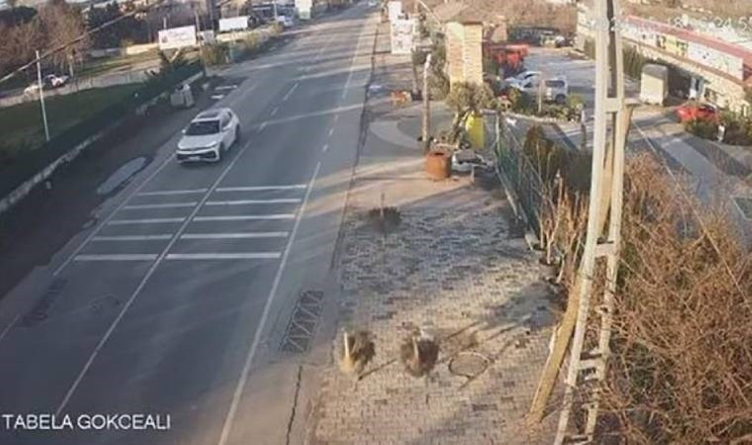 Deve kuşları kaçtı… Ortalığı birbirine kattı!