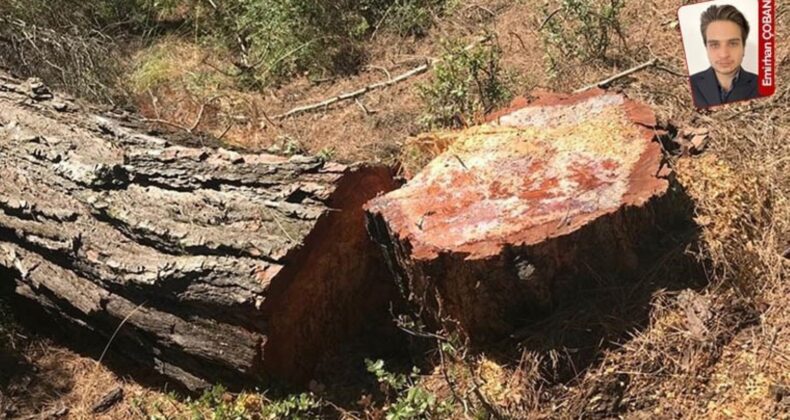 Devrek’te Orman Müdürlüğü personeli devletin makinelerini kullandı iddiası: ‘Define için ağaç kestiler’