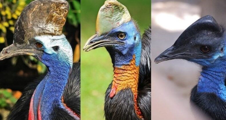 Dinozorların torunu: Dünyanın en tehlikeli kuşu Cassowary