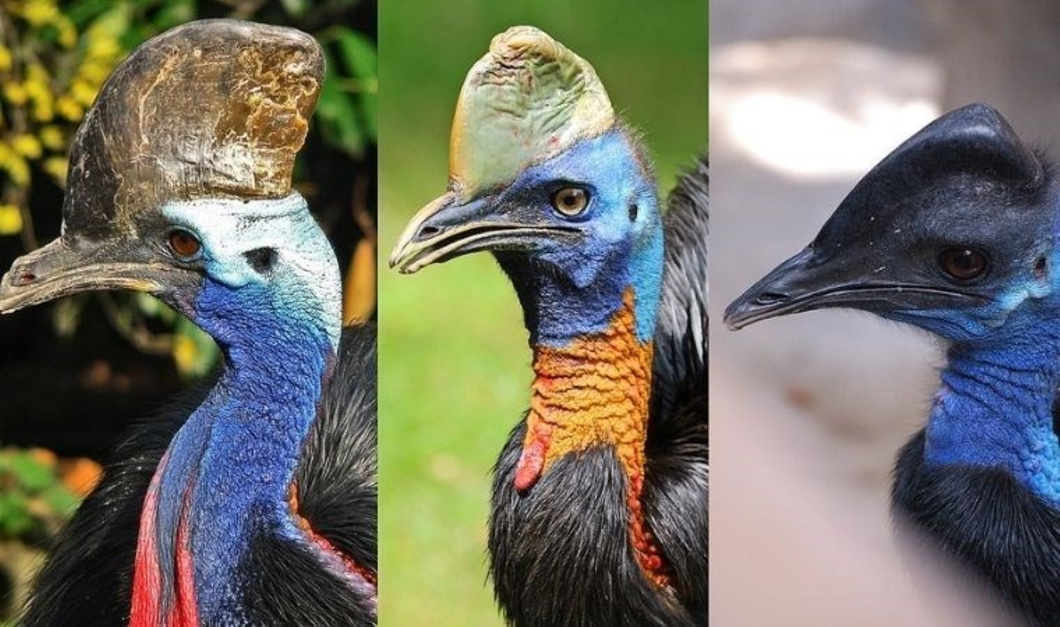 Dinozorların torunu: Dünyanın en tehlikeli kuşu Cassowary