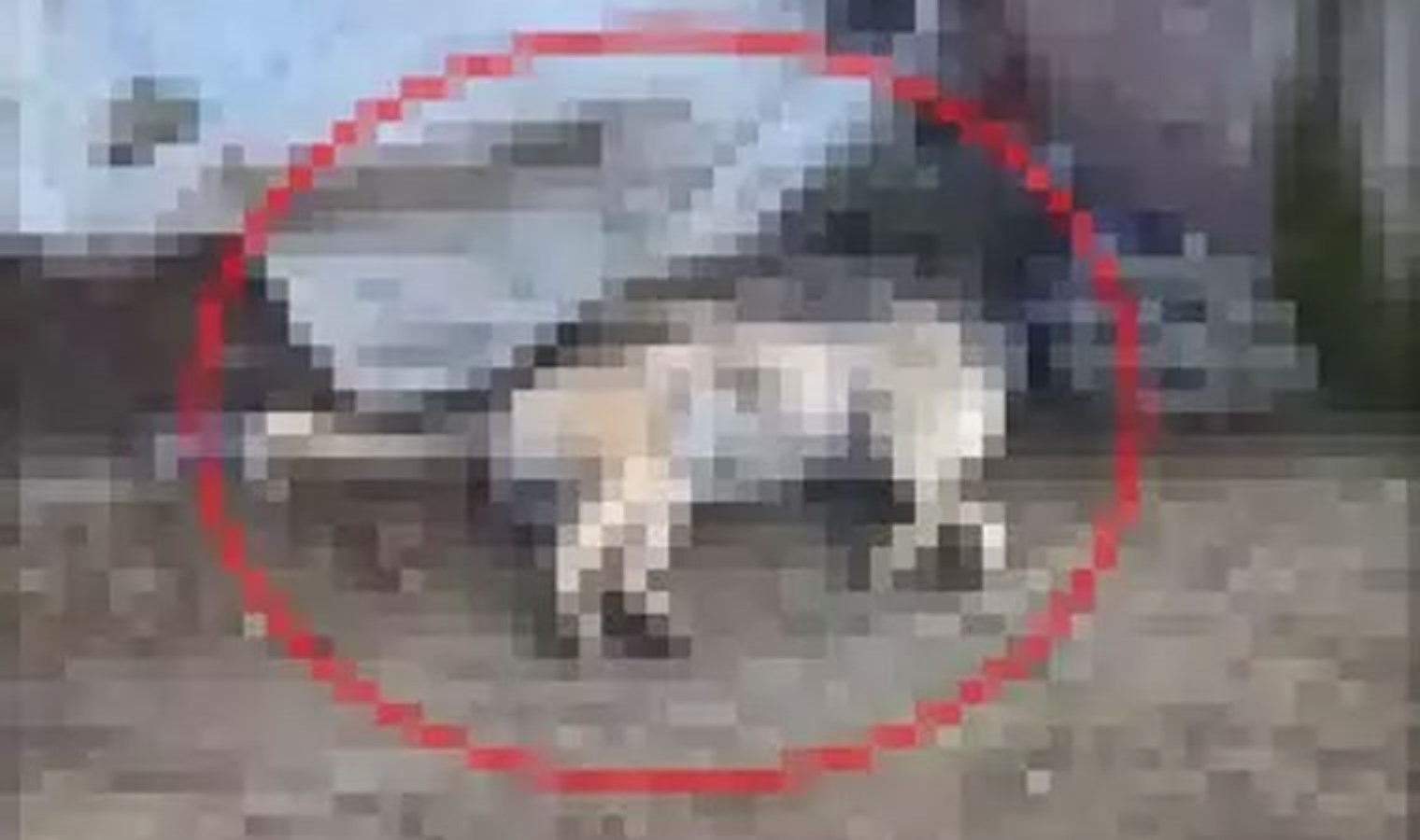 Diyarbakır’da sokak köpeği feci şekilde can verdi!