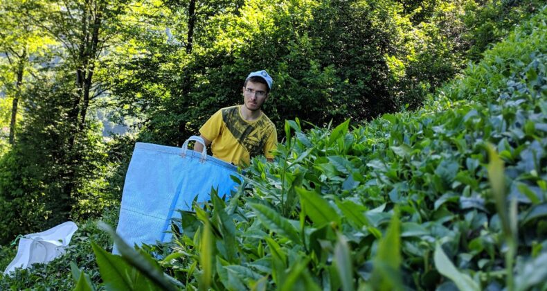 Doğu Karadeniz’de yıllık çay rekoltesi 1 milyon 438 bin tonun üzerinde