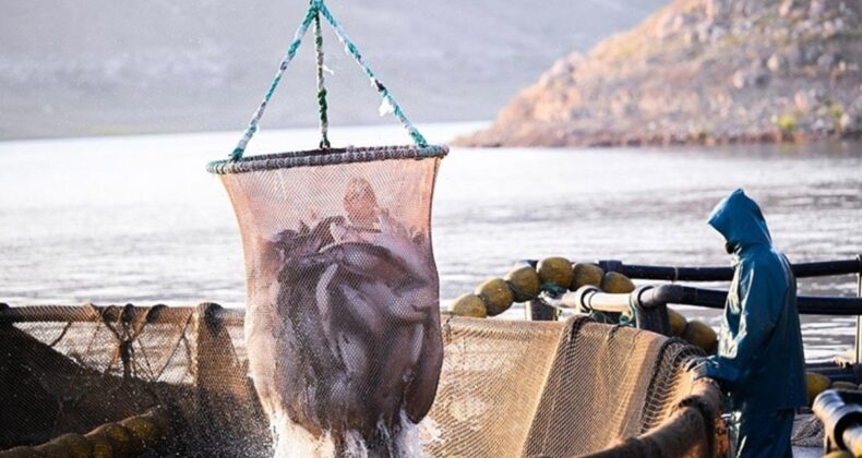 Doğu Karadeniz’in 11 aylık Türk somonu ihracatı yüzde 23 arttı