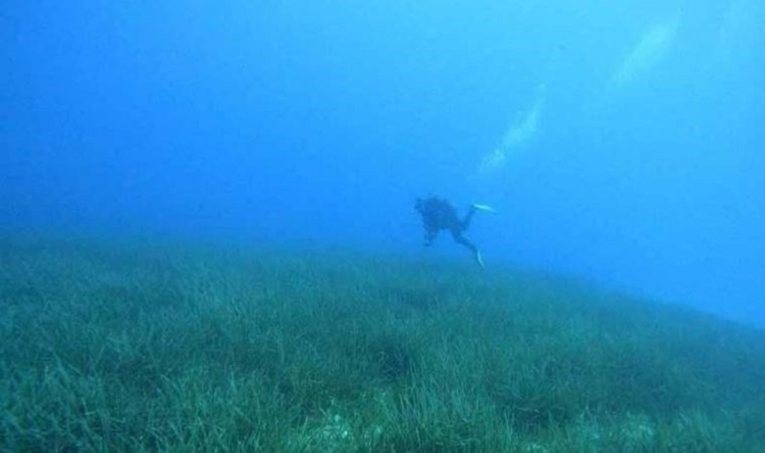 Ege Denizi’nde 470 tür tespit edildi: Yabancı türler tehlike yaratıyor