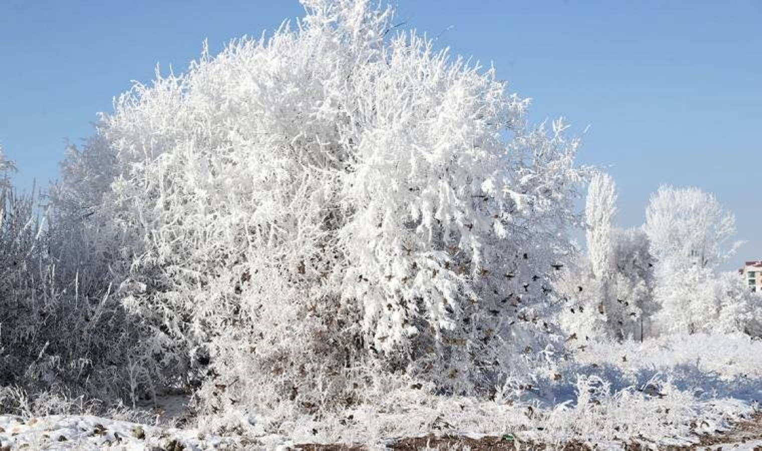 Eksi 23,3 dereceyle Türkiye’nin en soğuk ili oldu!