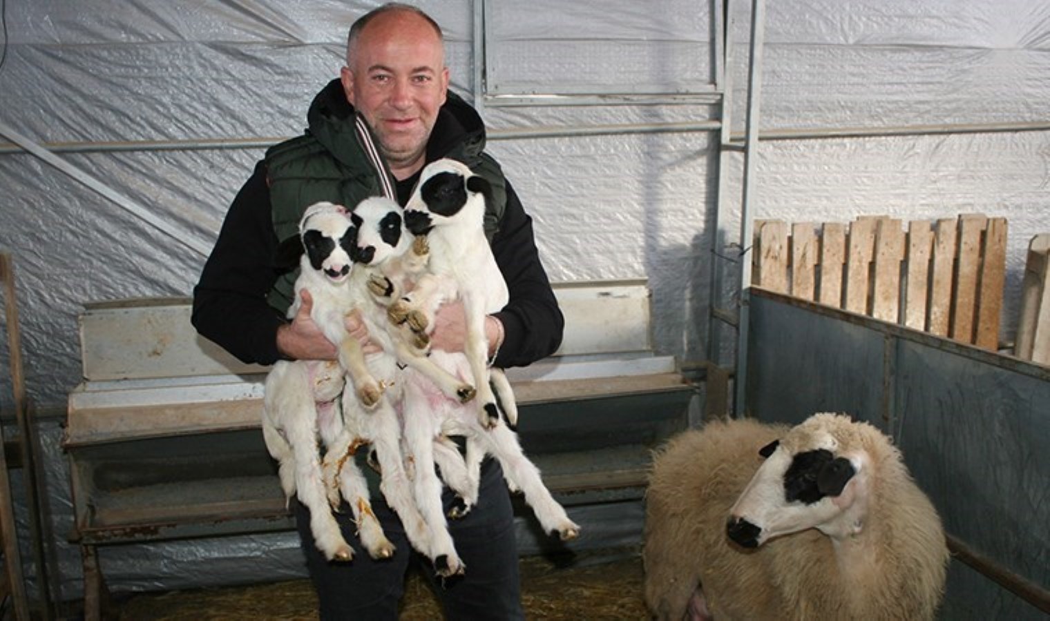Emekli çiftçi, koyun yetiştiriciliğinde örnek oldu: İlk kuzularına adeta çocuk gibi bakıyor
