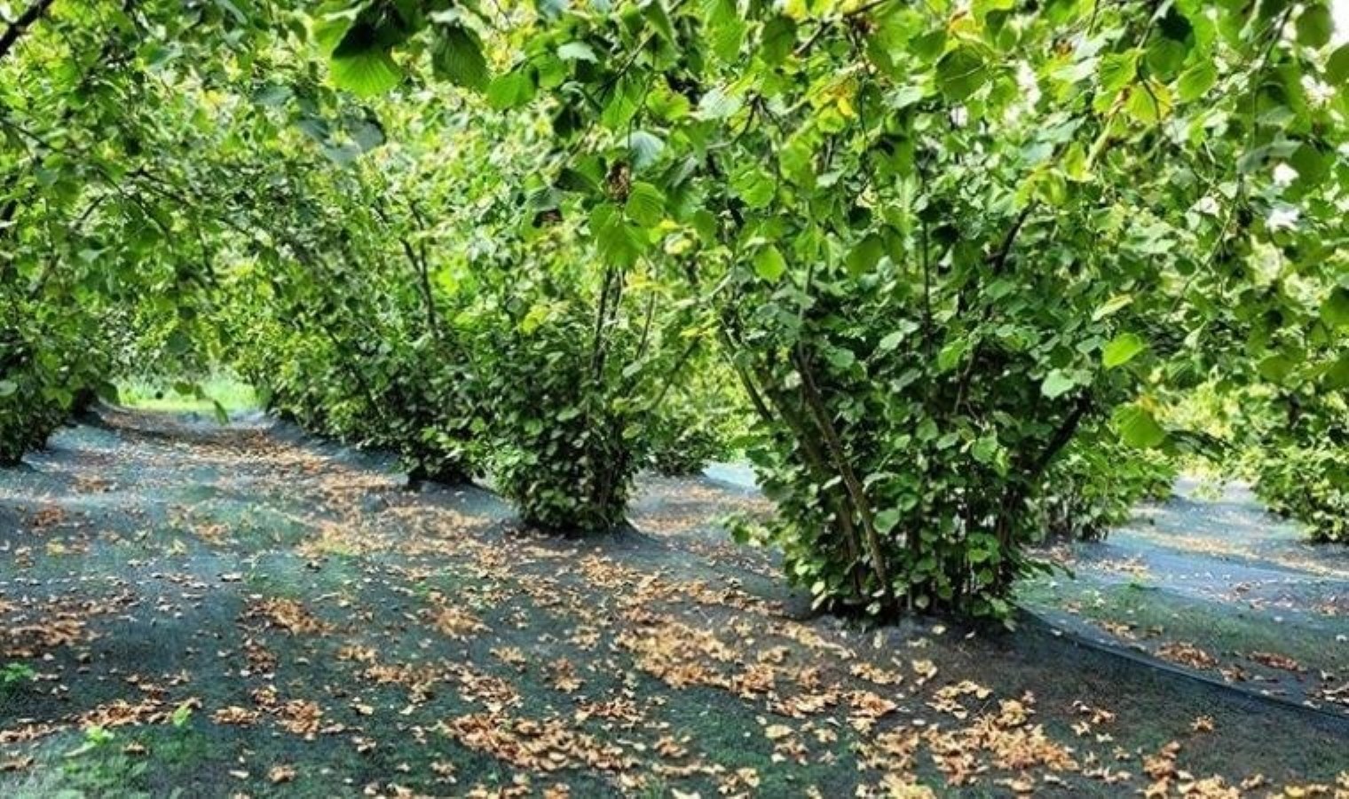 Hasadı aylar önce bitmişti! Alımı durduruldu: Fiyatın 160 TL’ye çıkması bekleniyor