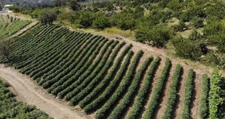 Hatay’da hasadı devam ediyor: Zayıflatma etkisi var