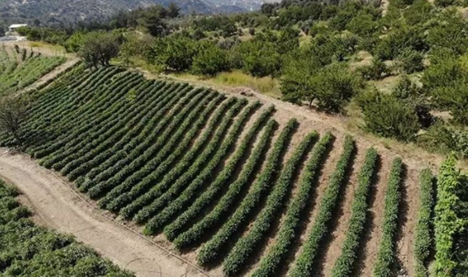 Hatay’da hasadı devam ediyor: Zayıflatma etkisi var