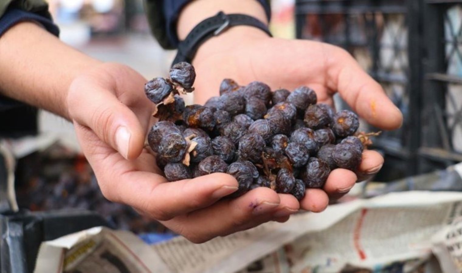 İki yılda bir meyve veriyor! Çürük tüketilince şifa kaynağı oluyor…