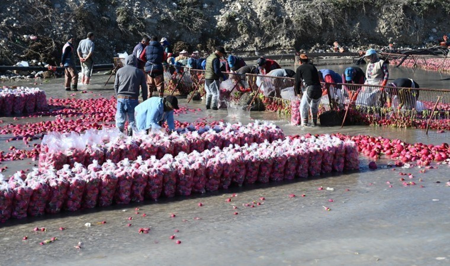 İlçede 5 bin kişiye istihdam sağlıyor: Hasadı başladı! Kilosu 10 TL…