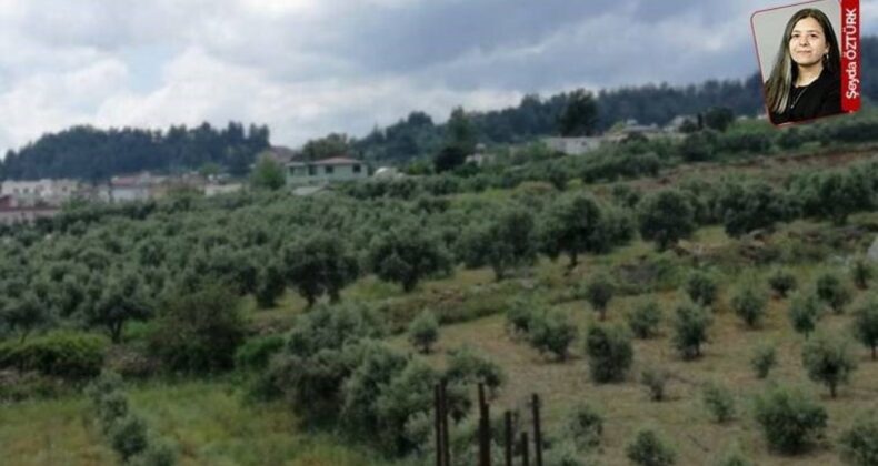 İptal edilen beton santralı için kurumlar görüşünü değiştirdi: Zeytin bahçeleri görünmez oldu!