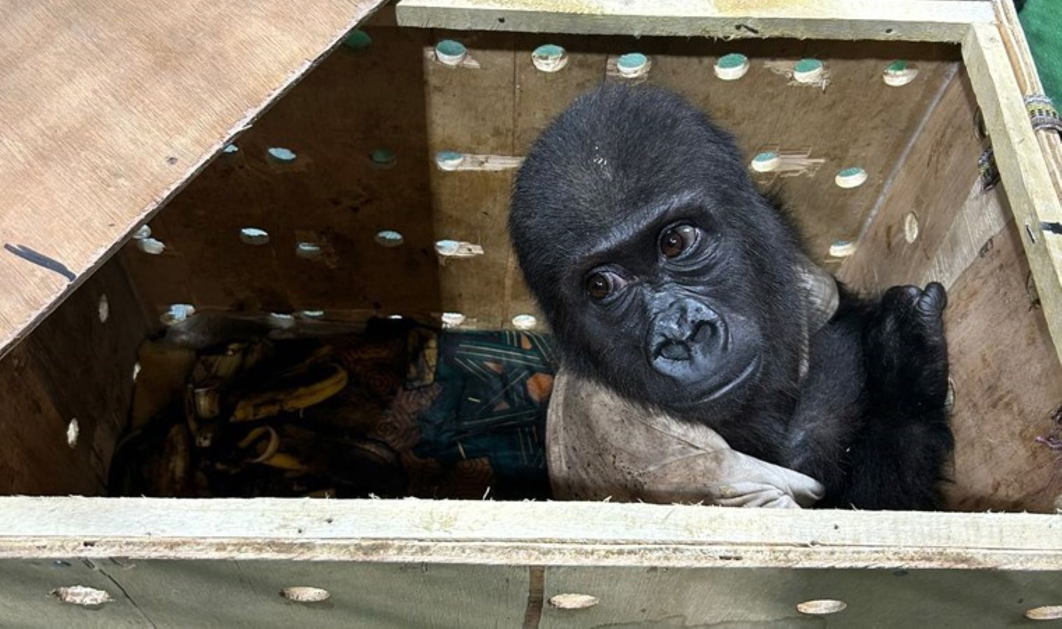 İstanbul Havalimanı’nda bulunmuştu: Yavru gorilin kaçakçısına Tayland’da baskın!