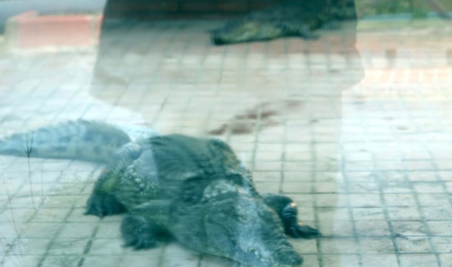 İstanbul’da ele geçirilen 2 timsah koruma altına alındı