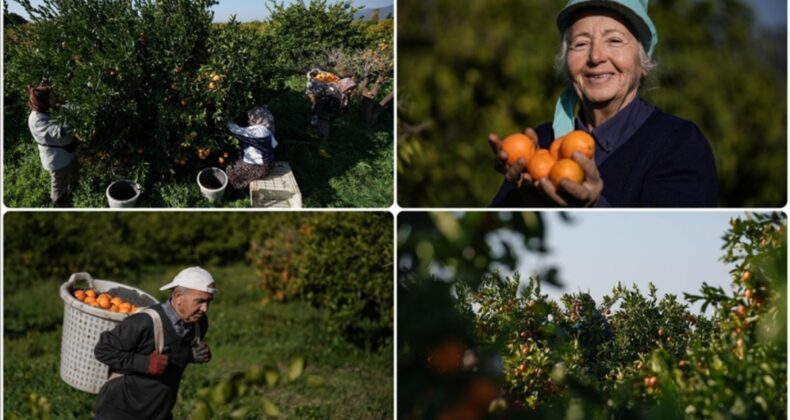 İzmir’de bu yıl Gümüldür mandalinası dalında satıldı