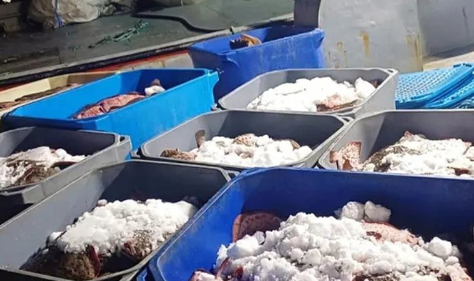 Kaçak ‘kalkan balığı’ avcılarına baskın: 3 bin 620 kilo ele geçirildi