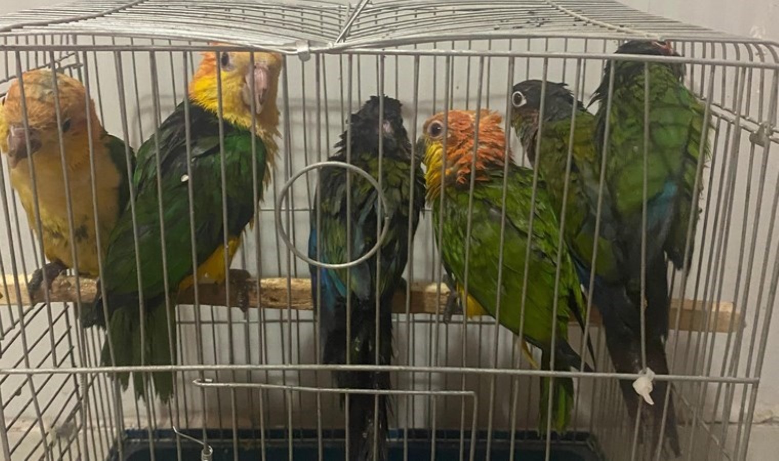 Kaçak yollarla Türkiye’ye sokacaktı: Habur Sınır Kapısı’nda ‘konur’ cinsi 6 papağan ele geçirildi