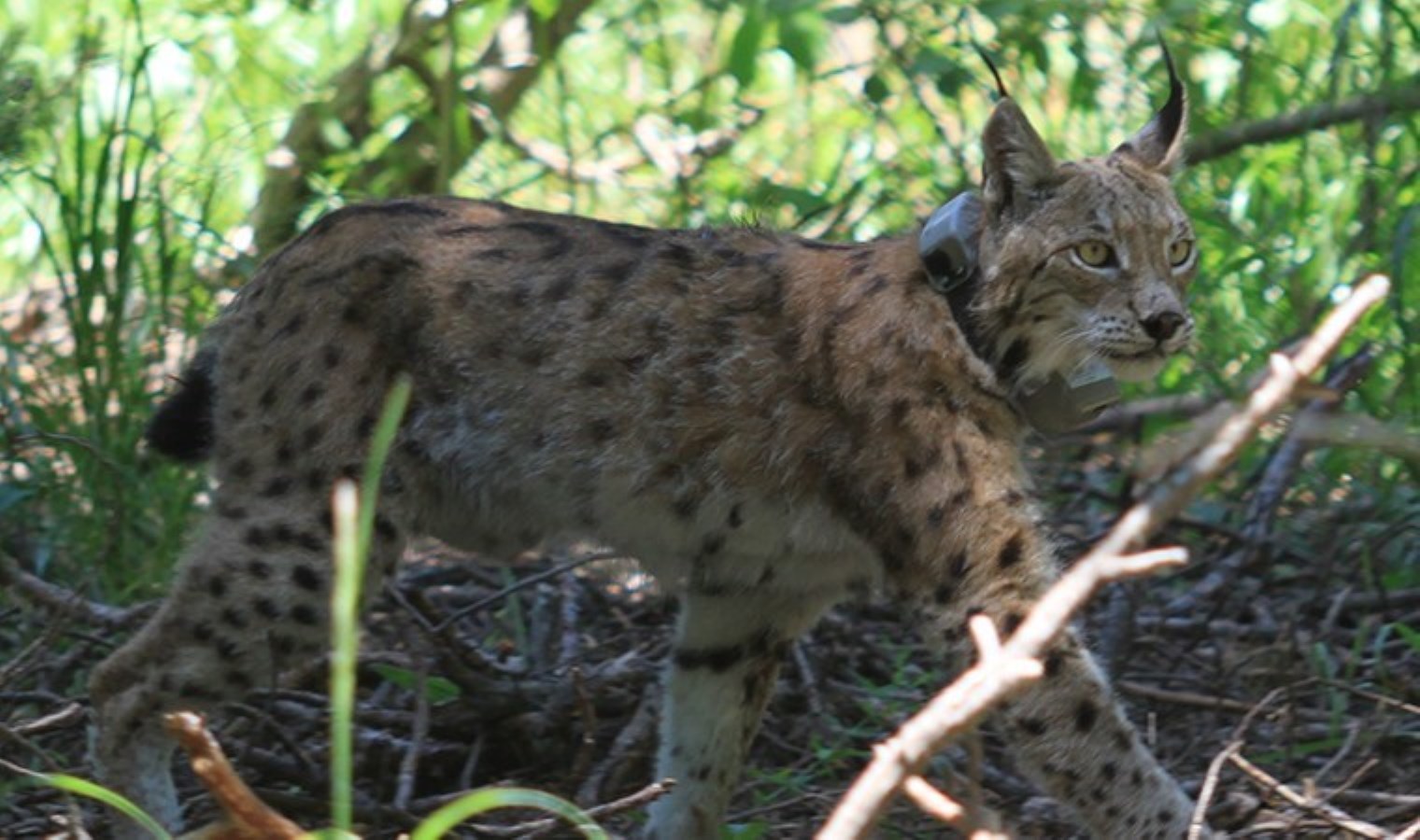 Kafkas vaşağı ‘Başak’ 6 ayda 481 kilometre yol kat etti!