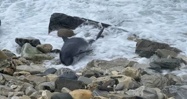 Karadeniz’de korkutan görüntü… 19 yunus ölü bulundu!