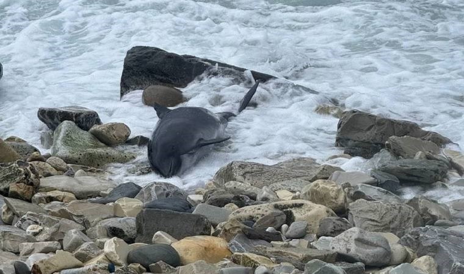 Karadeniz’de korkutan görüntü… 19 yunus ölü bulundu!