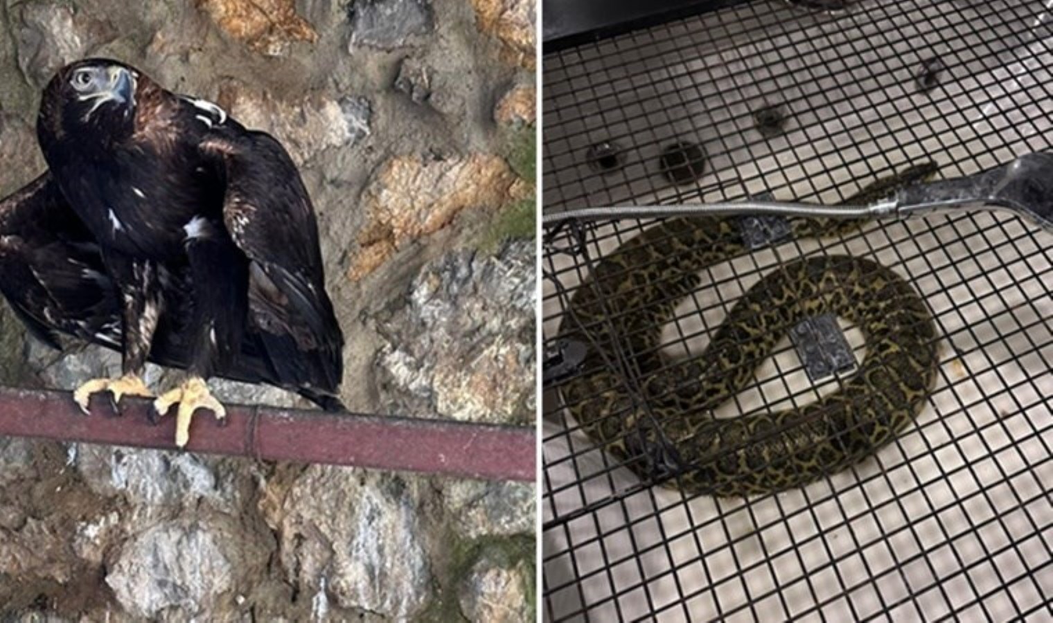 Kartal, timsah, anakonda… Cengiz Şıklaroğlu bulunamadı, villasında çok sayıda vahşi hayvan ele geçirildi