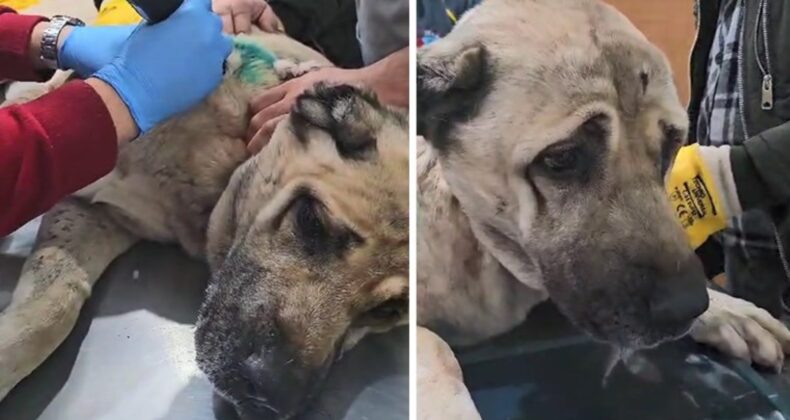 Kayseri’de sokak köpeği tabancayla vuruldu