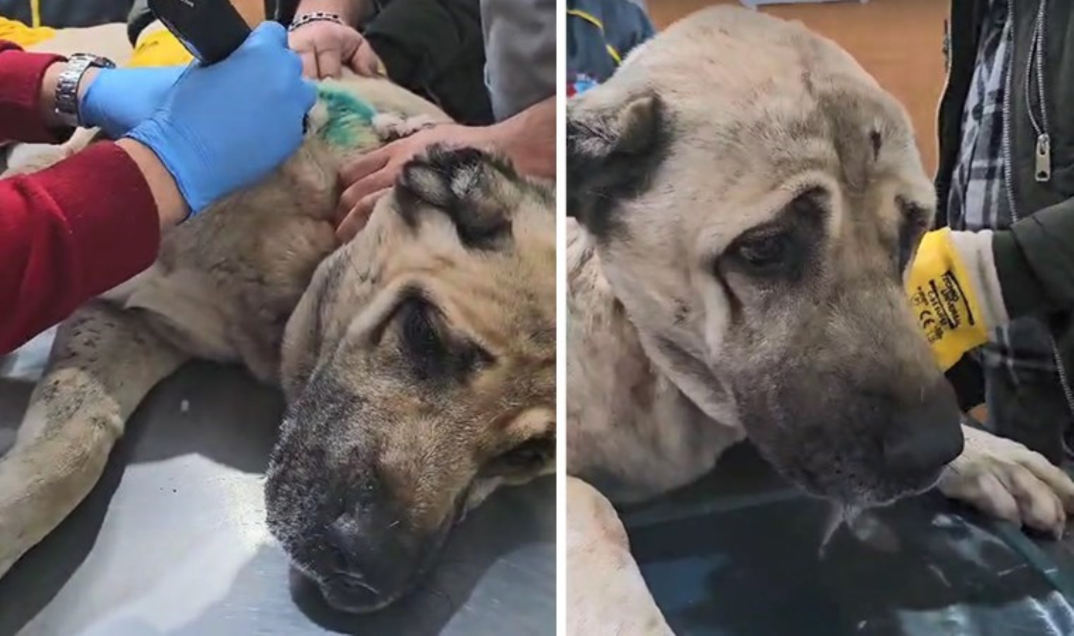 Kayseri’de sokak köpeği tabancayla vuruldu